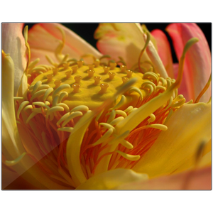 "Lotus Sunrise" Metal Print