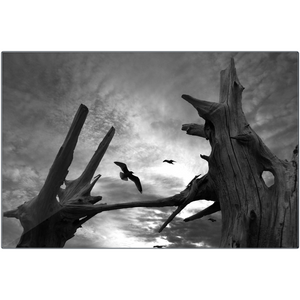 "Drift Wood" Metal Prints