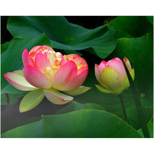 "A Perfect Floral Pair" Metal Print